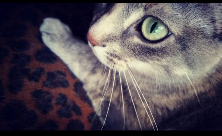 Gato mestizo con genes de Bengalí