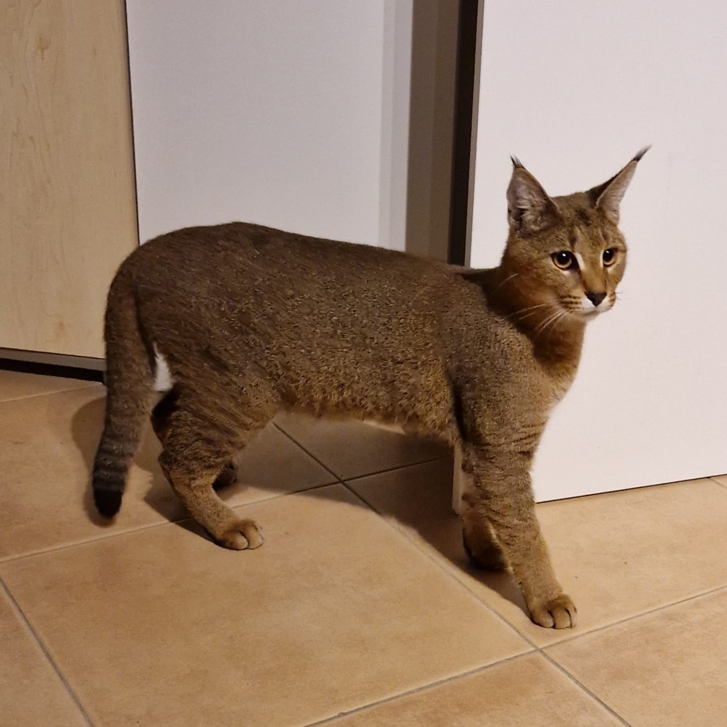 Caracat