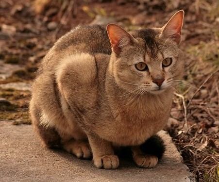 Chausie