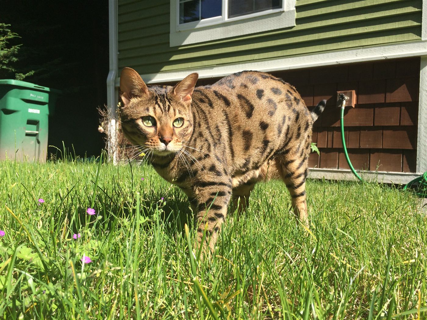 Cheetoh (Bengalí x Ocicat)