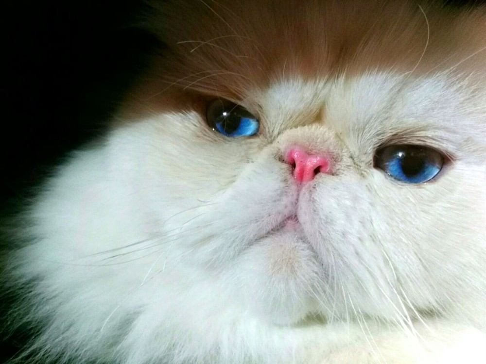 Himalayo (Persa x Siamés)