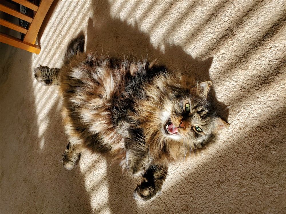 Gato mestizo con genes de Maine Coon