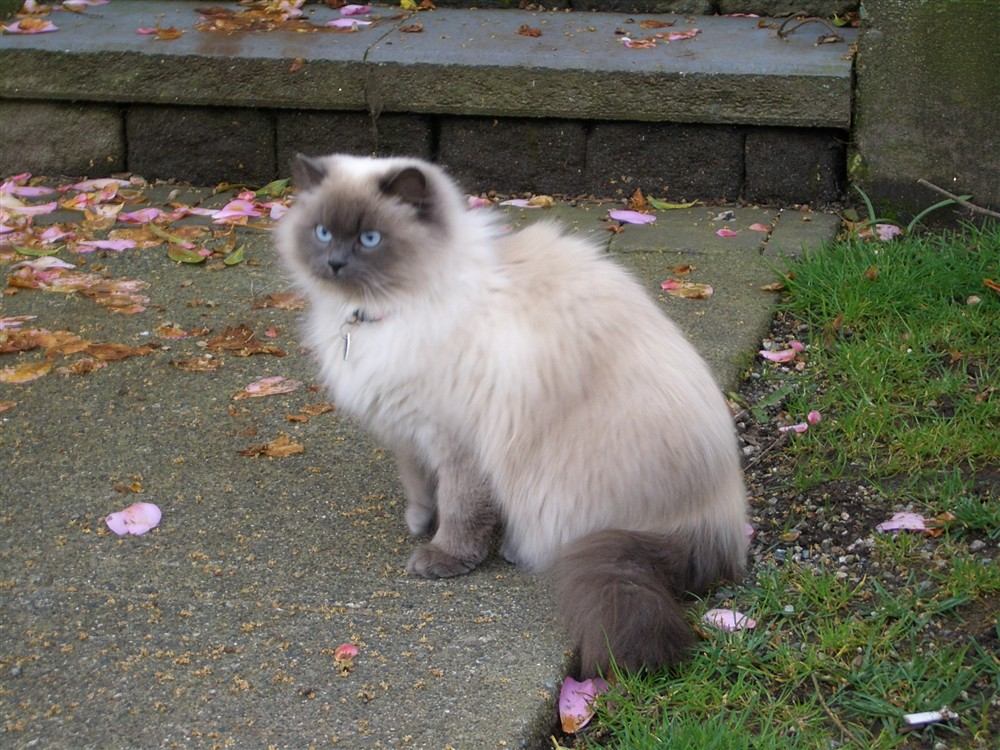 Gato mestizo con genes de Persa