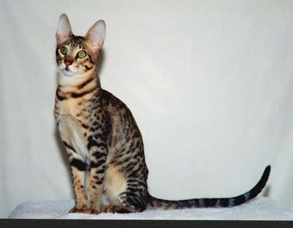 Serengeti (Bengalí x Oriental)