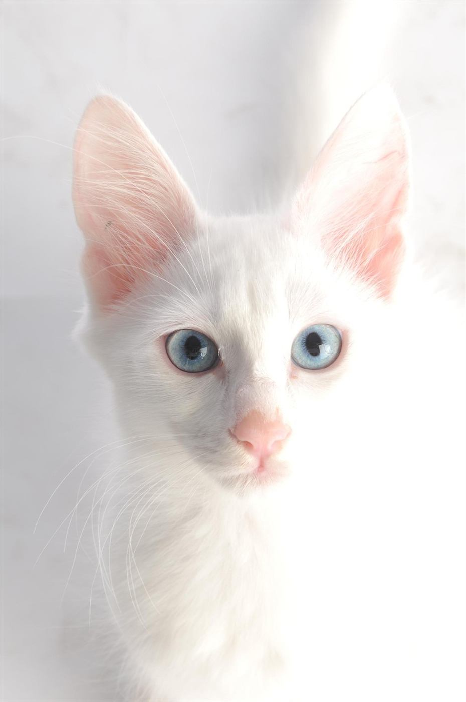 Gato Angora Turco