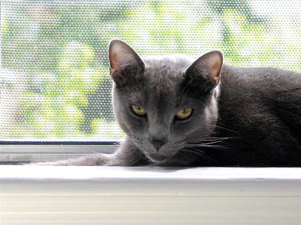 Gato Azul Ruso