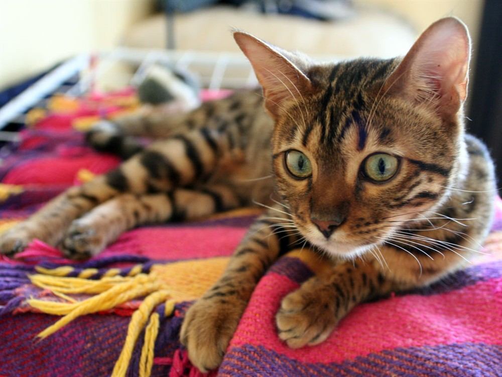 Gato Bengalí