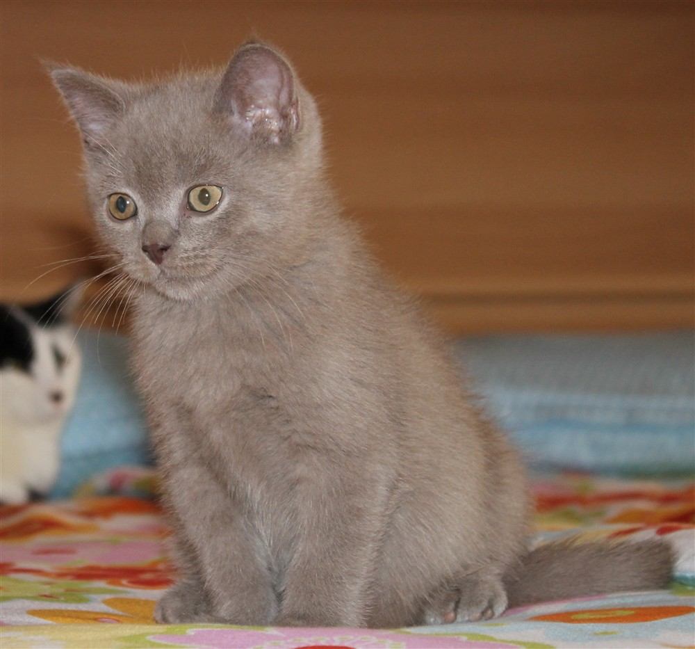 Gato British Shorthair