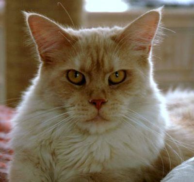 Gato Maine Coon