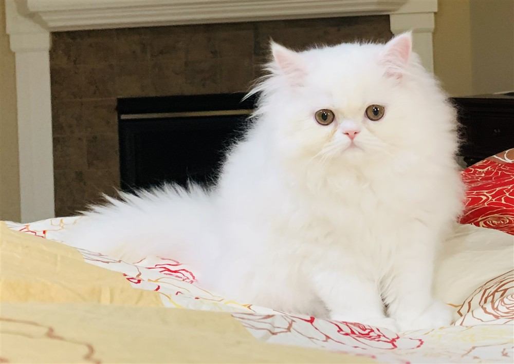 Gato Persa