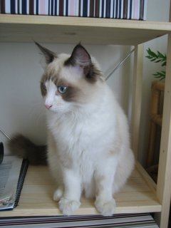 Gato Ragdoll