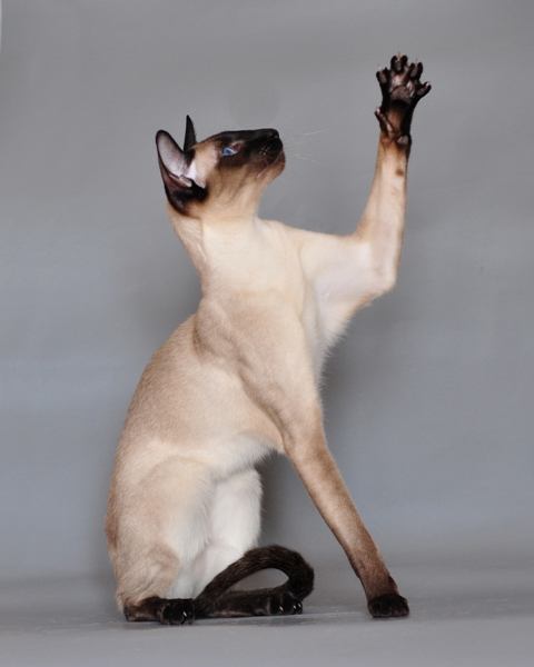 Gato Siamés