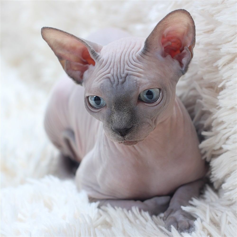 Gato Sphynx