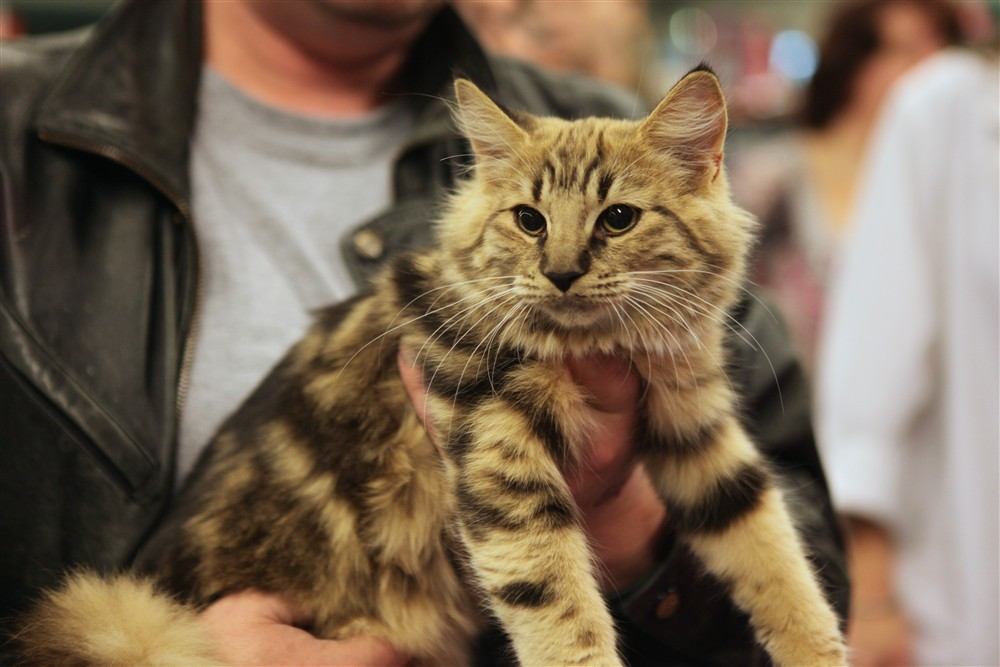 Gato Bosque de Noruega