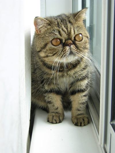 Gato Exótico de Pelo Corto