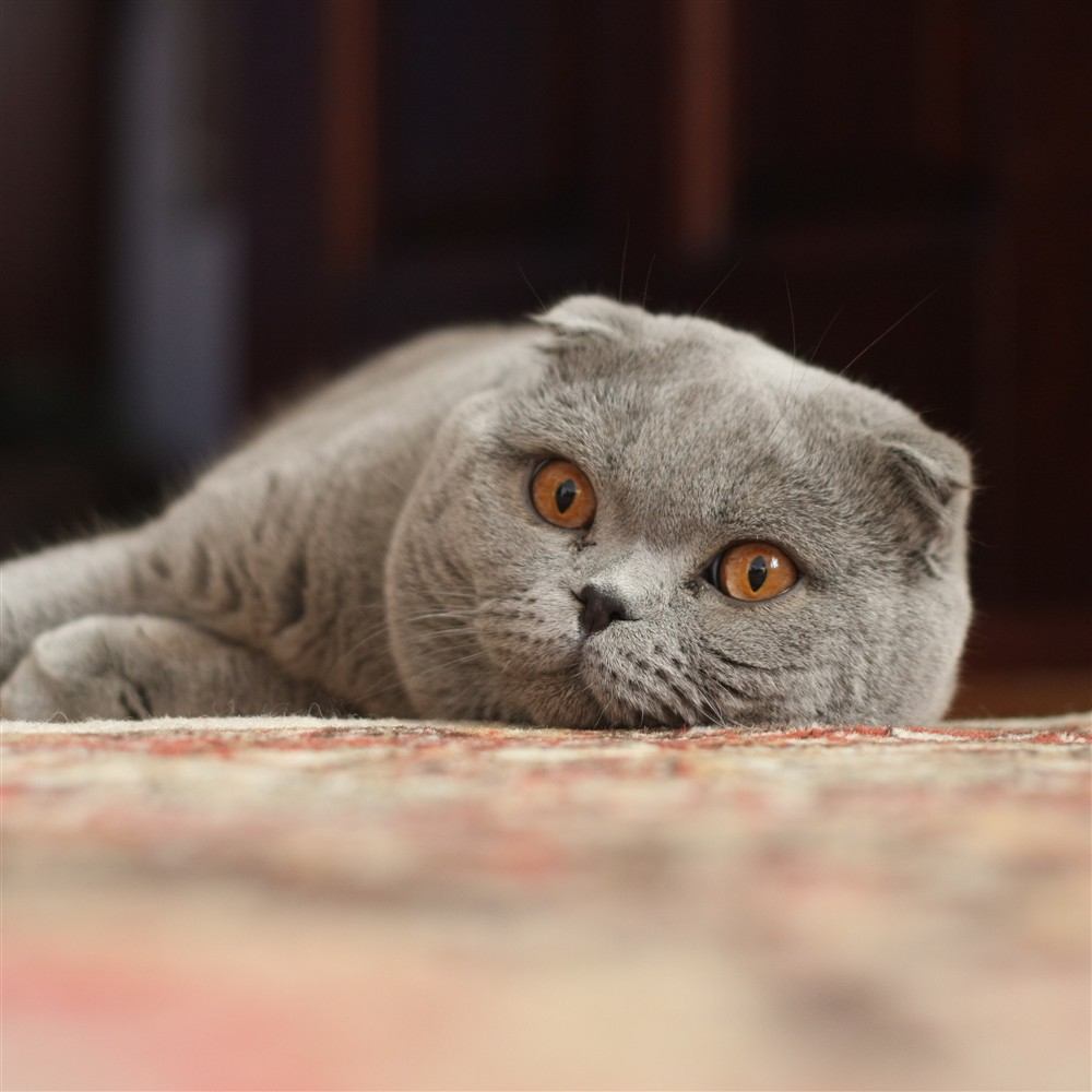 Gato Scottish Fold