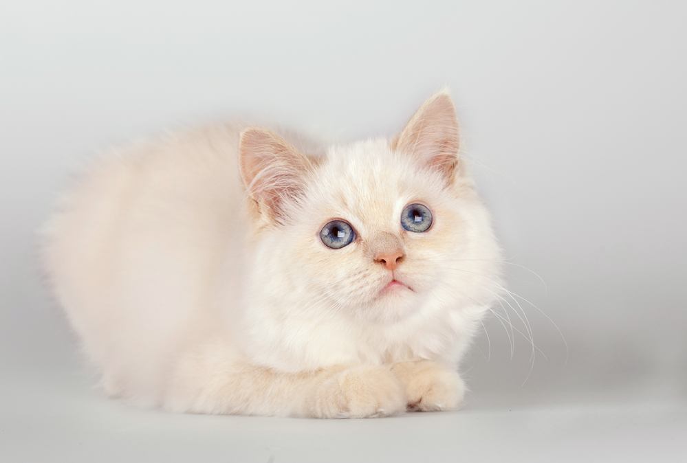 Gato Sagrado de Birmania