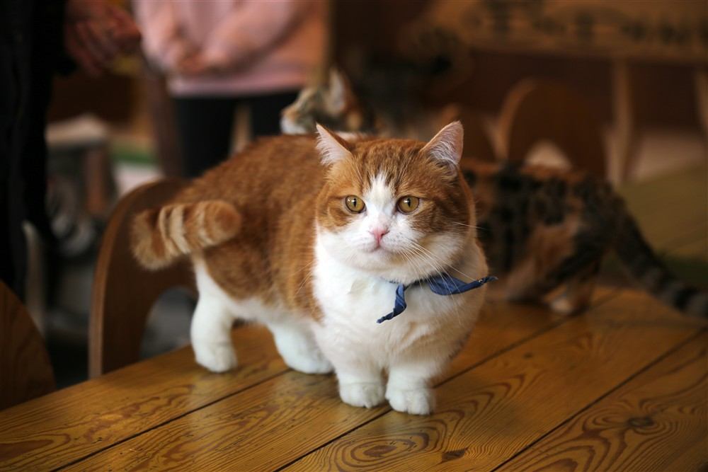 Gato Munchkin
