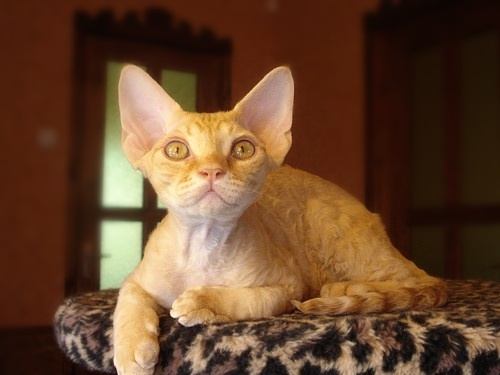 Gato Devon Rex