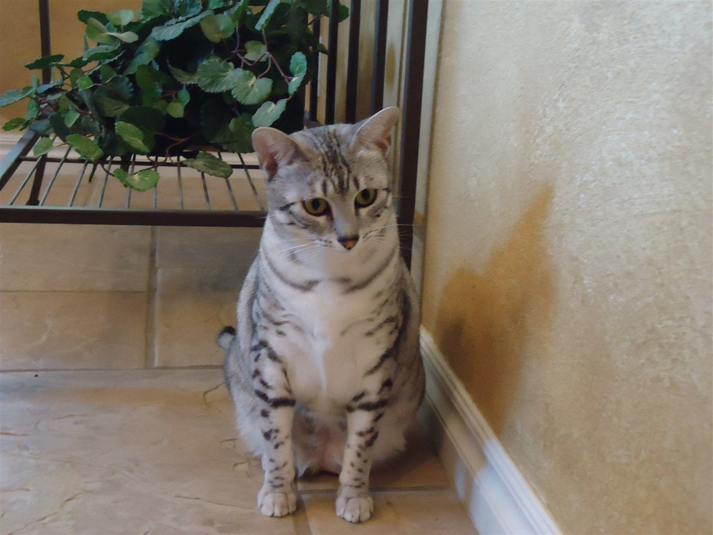 Gato Mau Egipcio