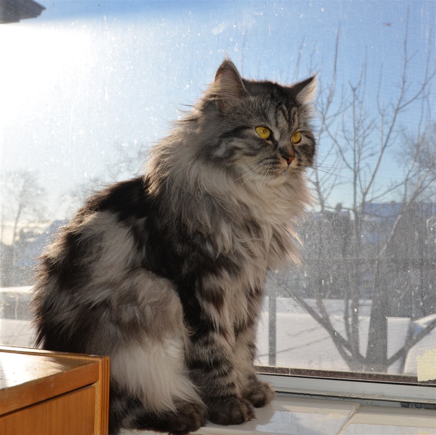 Gato Siberiano