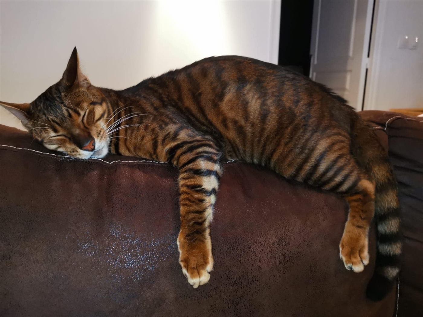 Gato Toyger
