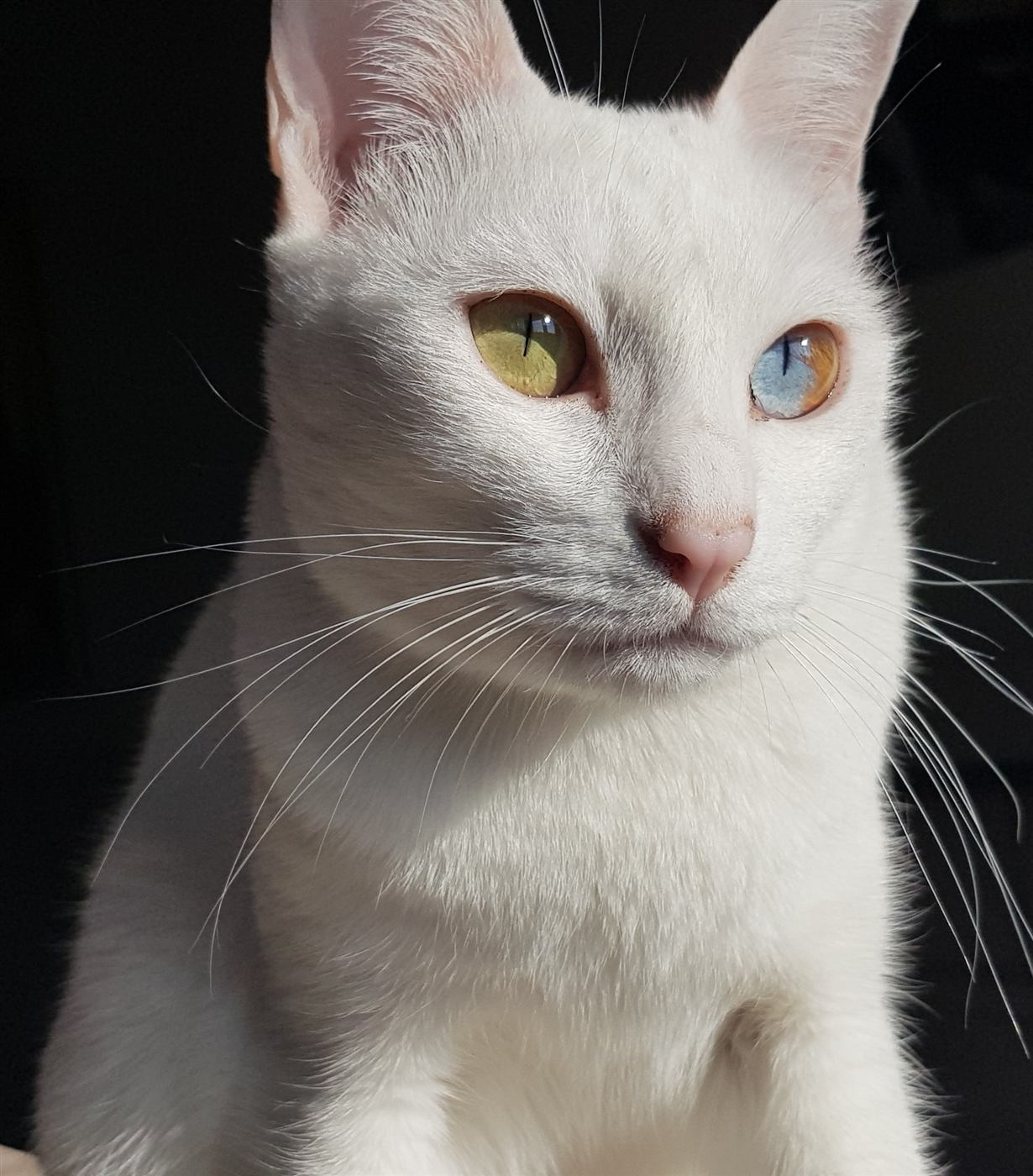Gato Khao Manee