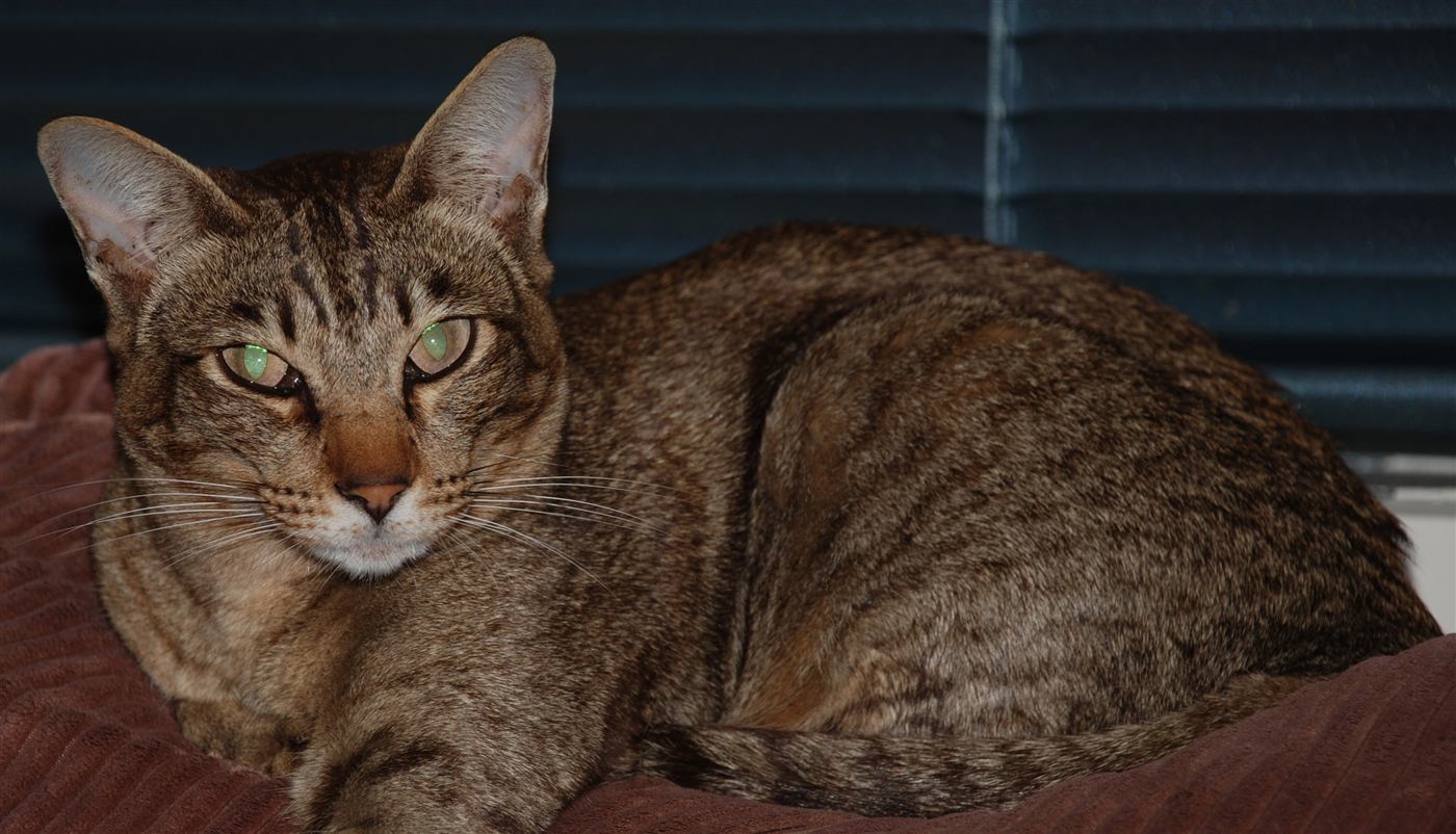 Gato Oriental de Pelo Corto