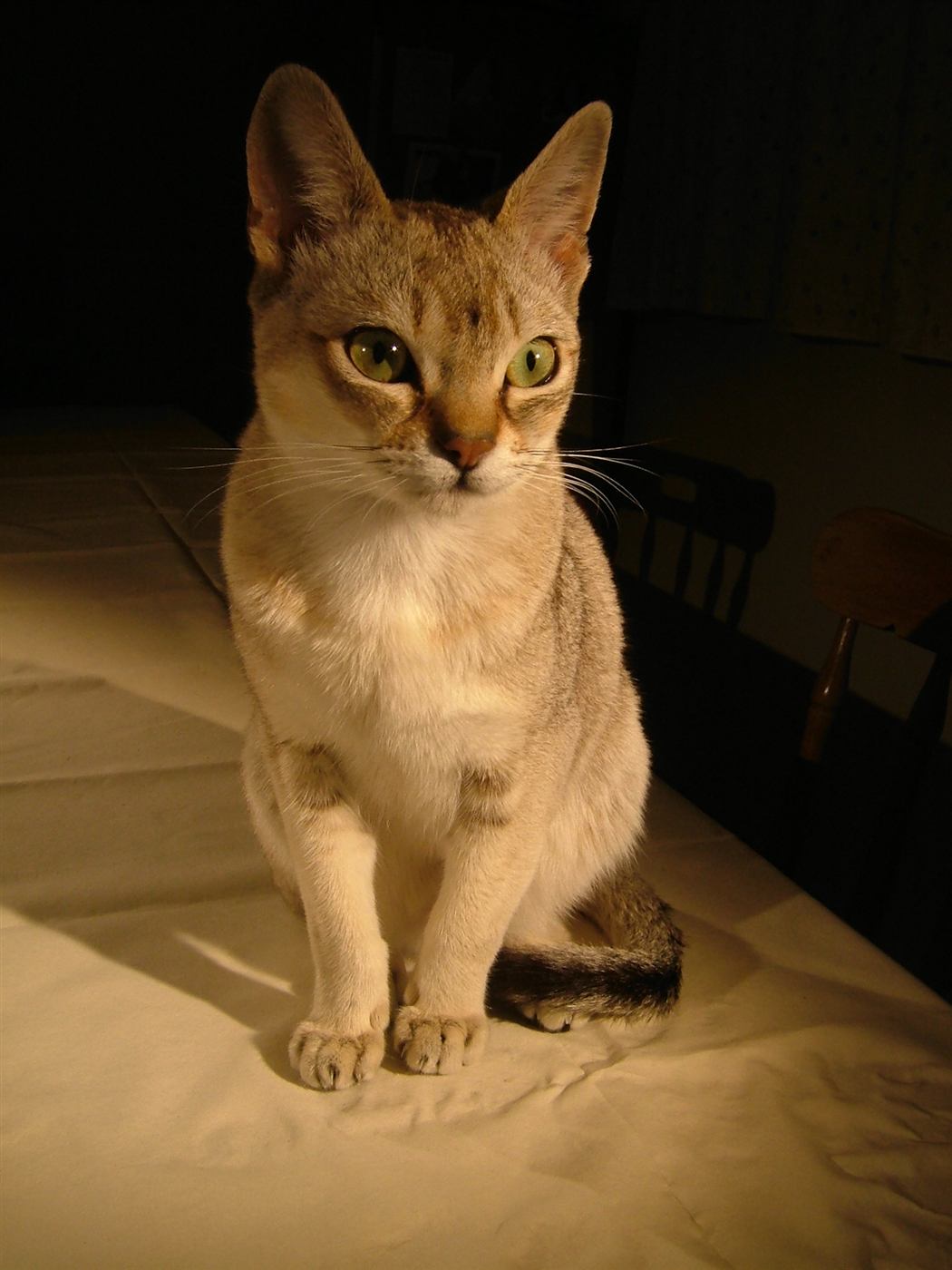 Gato Singapura