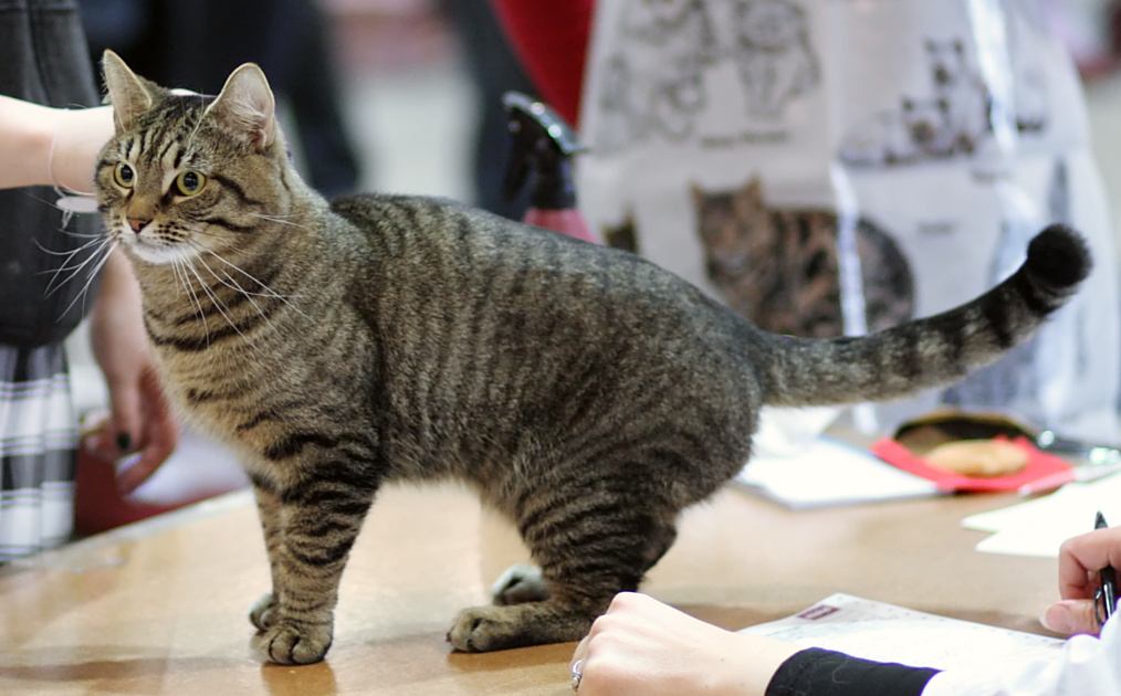 Gato Europeo de Pelo Corto