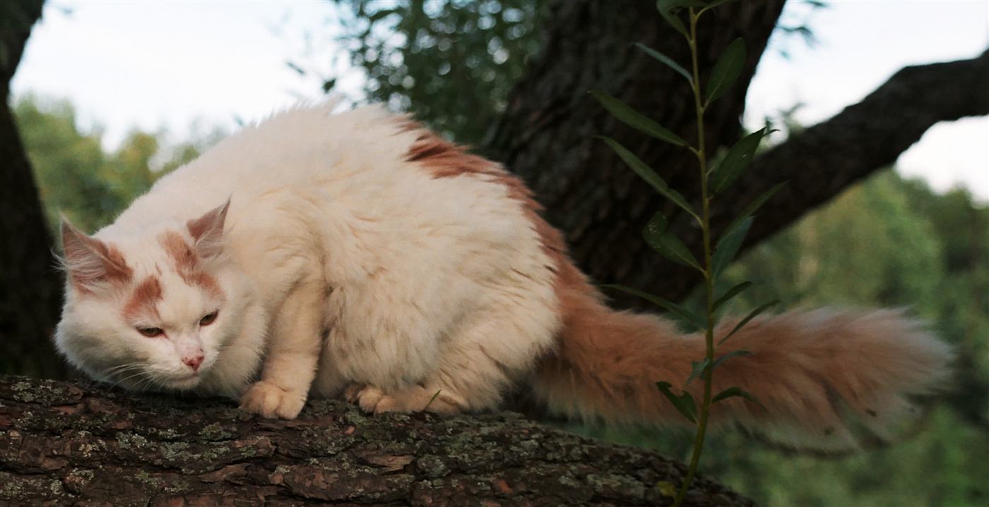 Gato Van Turco